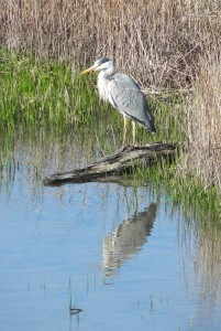 Grey Heron AndyWakelin