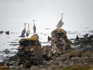 Herons on Dyke - Andy Wakelin - resized & copyright