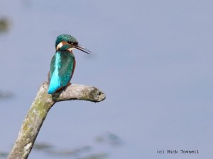 Kingfisher - Nick Townell - resized & copyright