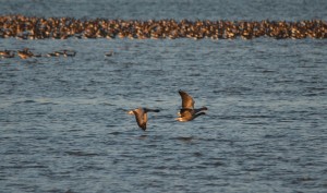 Pink-footed Geese 011 Harry Bickerstaff1