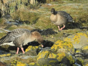 Pink-footed Geese Harry Bickerstaff (217) - resized & copyright