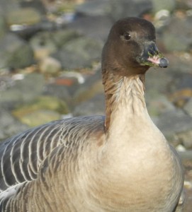 Pink-footed goose Harry Bickerstaff (249)1