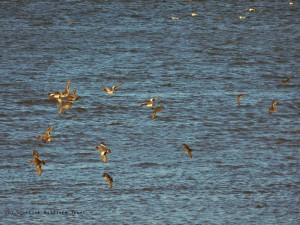 Wigeon & teal flight Harry Bickerstaff - resized & copyright