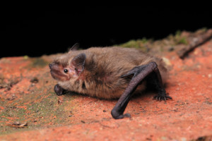 sopranopipistrellebat16dLCampbell.jpg