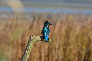 Kingfisher (1) -