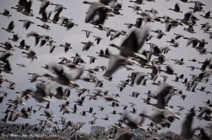 Pink-footed Geese (45)