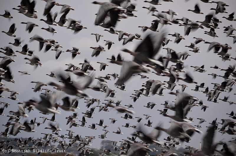 Pink-footed Geese (45) - Harry Bickerstaff - resized & copy