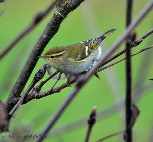 Yellow-browed Warbler (3) 