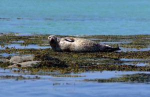 Common Seal RWW NON T SWT