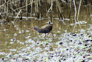 Water Rail (3)