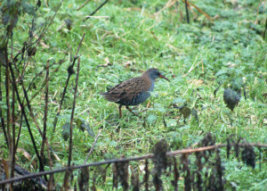 Water-Rail-DSC_0066