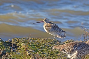 Bar-Tailed Godwit - seen at the Wigeon Hide (c) Scottish Wildlife Trust