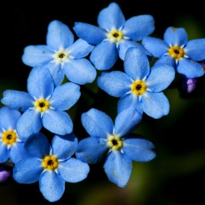 Forget-Me-Not (c) Scottish Wildlife Trust