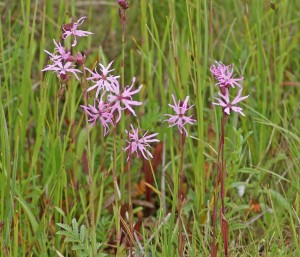 Ragged Robin (c) Scottish WIldlife Trust