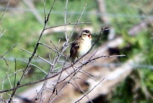 Sedge warbler - seen by the Shelduck Hide (c) Andy Wakelin