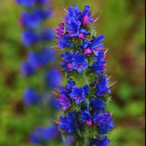 Viper's Bugloss (c) Scottish Wildlife Trust