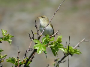 Willow Warbler SWT (2)