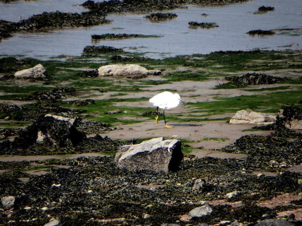 Little Egret Andy Wakelin