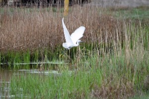 Little egret Kyle Thomson