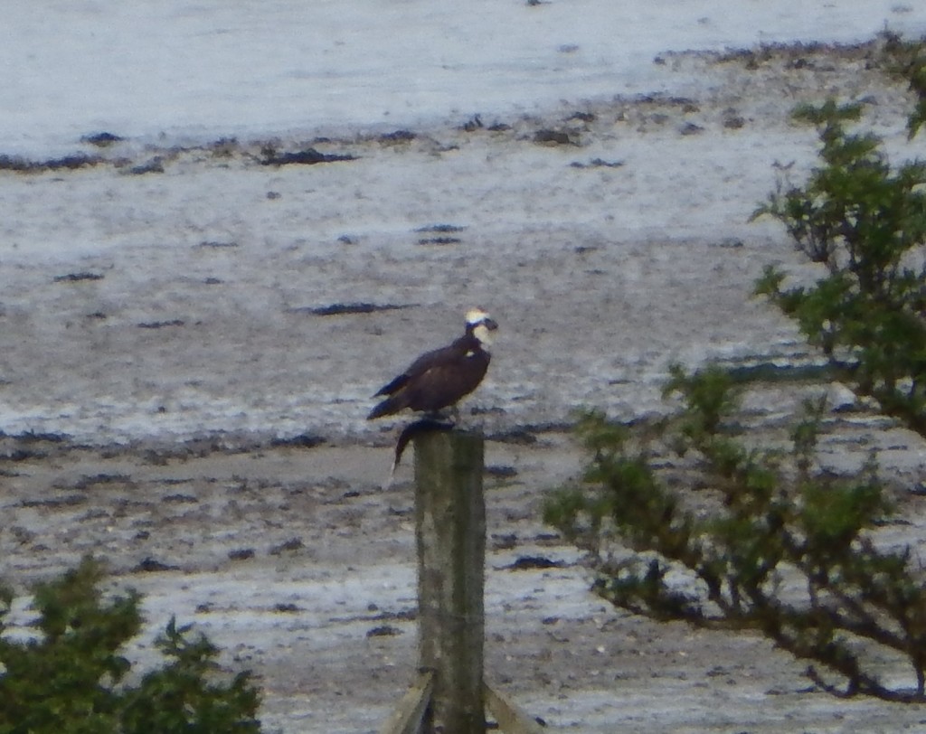 Osprey and Fish[1] AndyWakelin