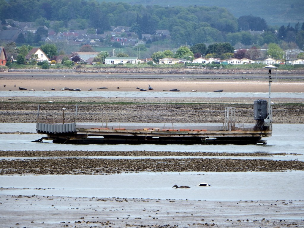 (c) Andy Wakelin Meanwhile, the seals are still content!