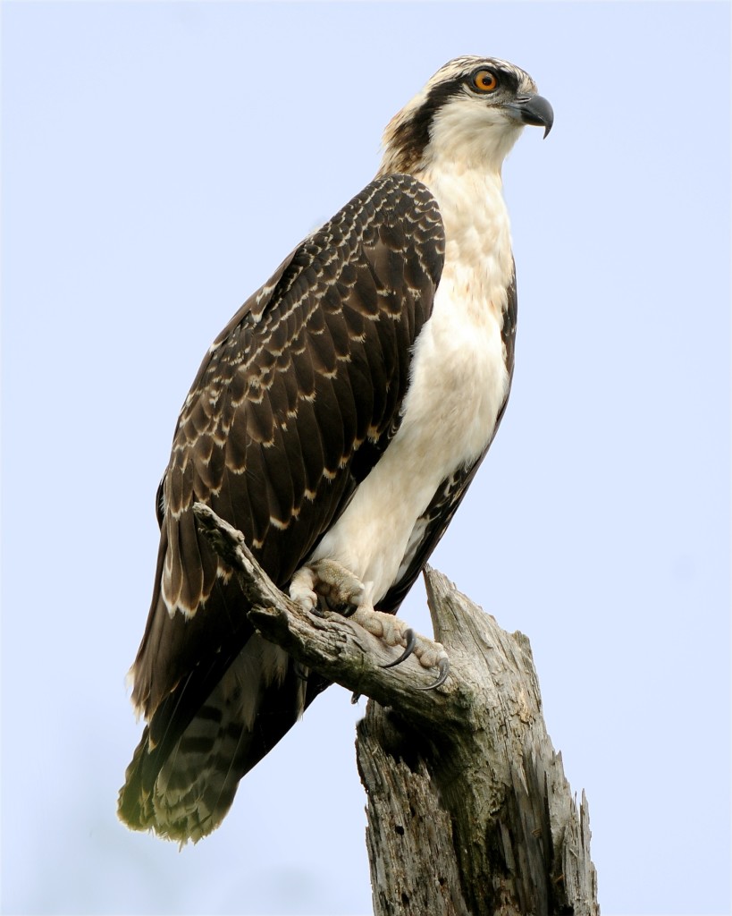 Juvenile Osprey, Manasquan New Jersey