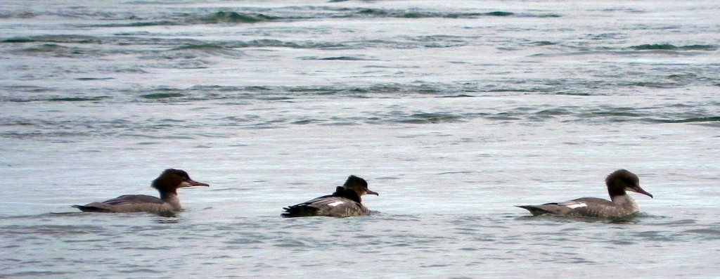 Several Goosander in Montrose Basin.