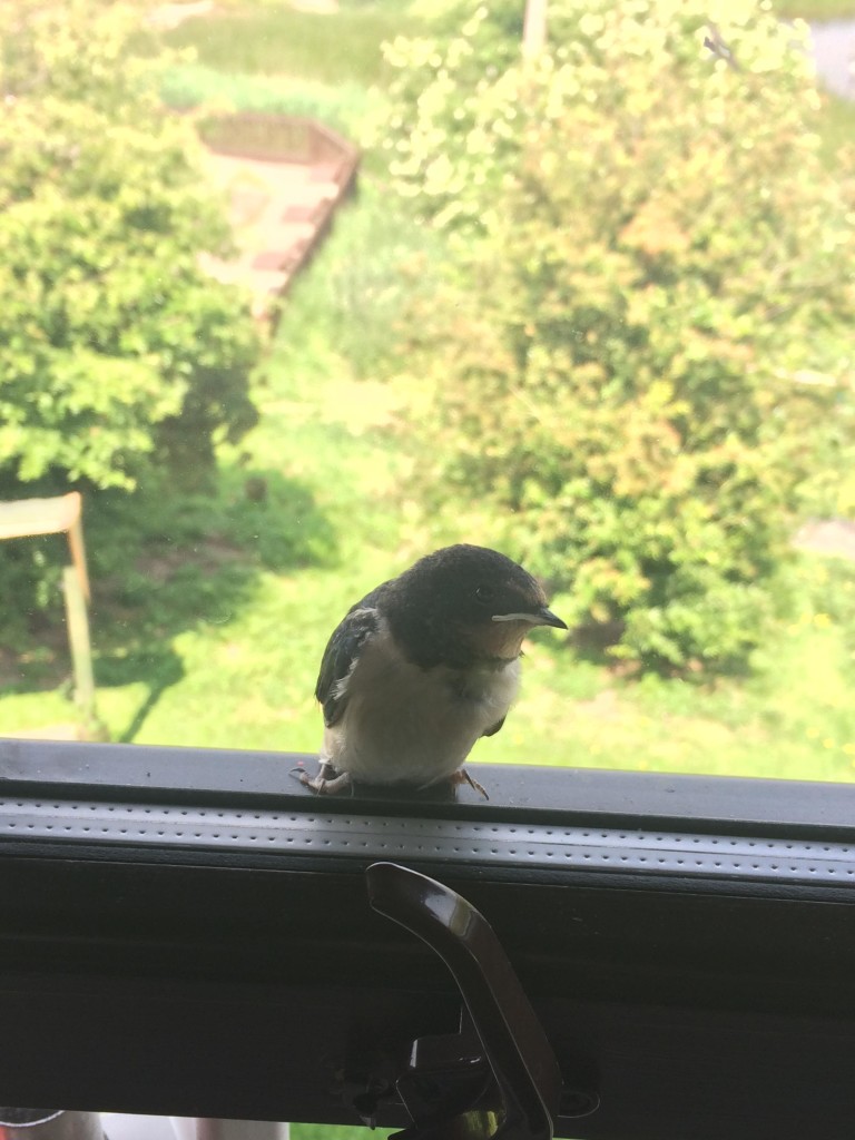 A Swallow on a window ledge.
