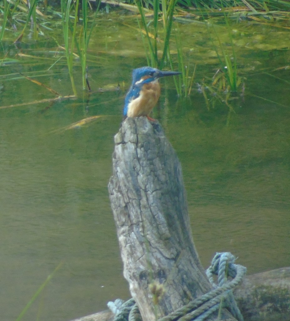 Kingfisher