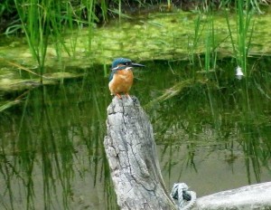 Kingfisher