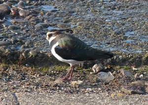 Northern LapwingSWT