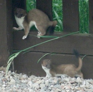 StoatPair