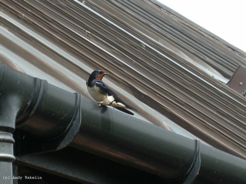 A Swallow at the Visitor Centre