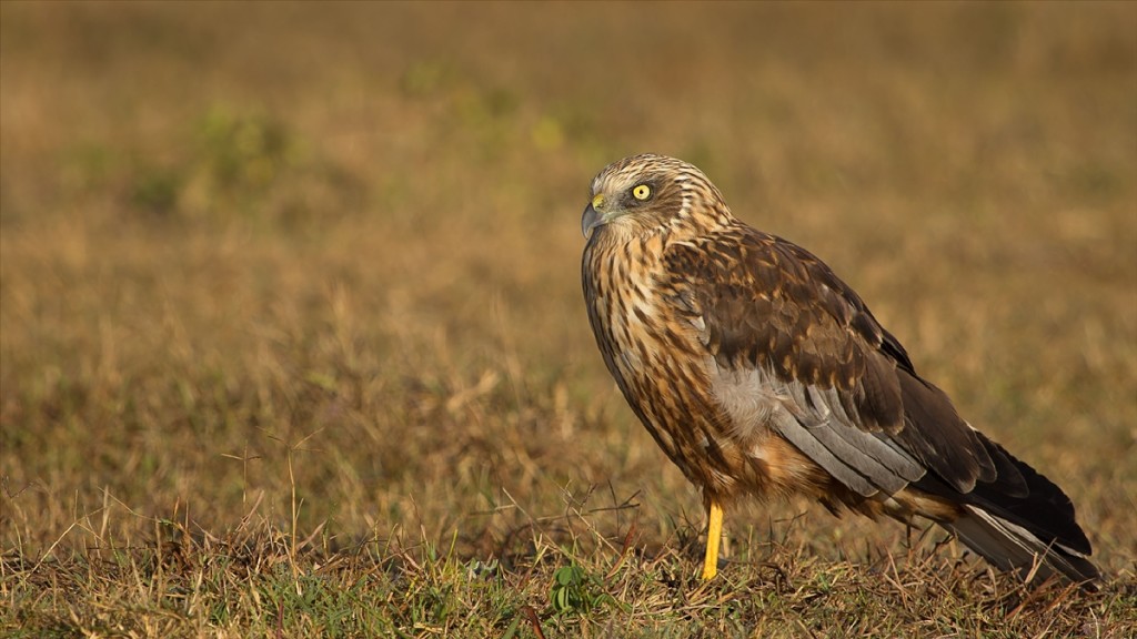 Marsh Harrier © Sumeet Moghe