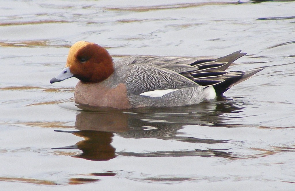 Wigeon ©  Harry Bickerstaff