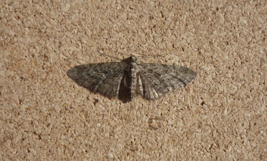 The Larch Pug micro-moth, a newly-confirmed sighting at Montrose Basin. © Paul Brookes