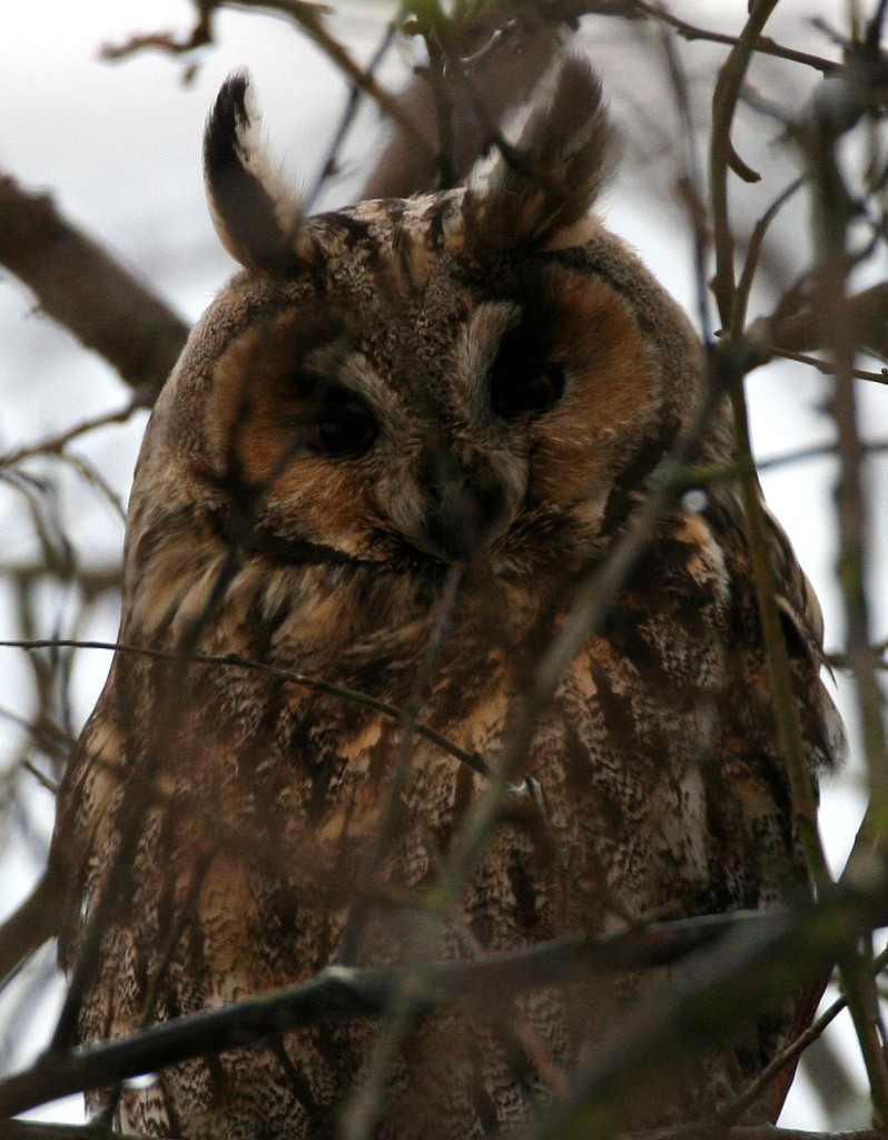 Long Eared Owl 1-p19v3fafe31k4f367872doe118f