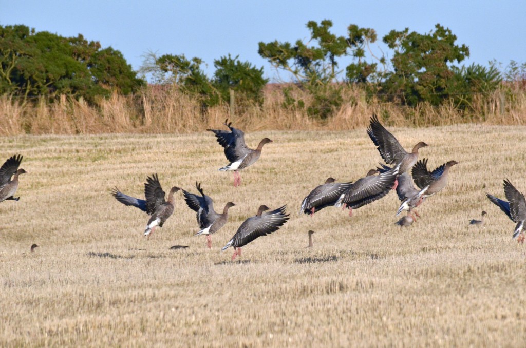 Pink-footed Geese