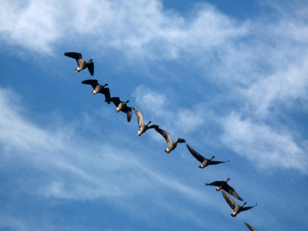 Pink-footed Geese Harry Bickerstaff (32)