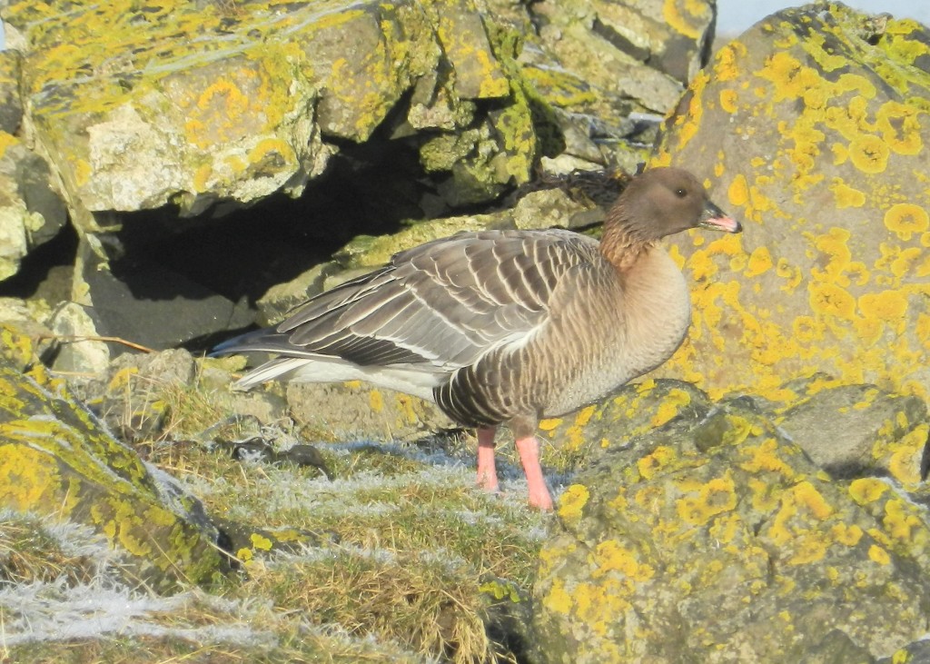 Pink-footed Goose (close) SWT (21)