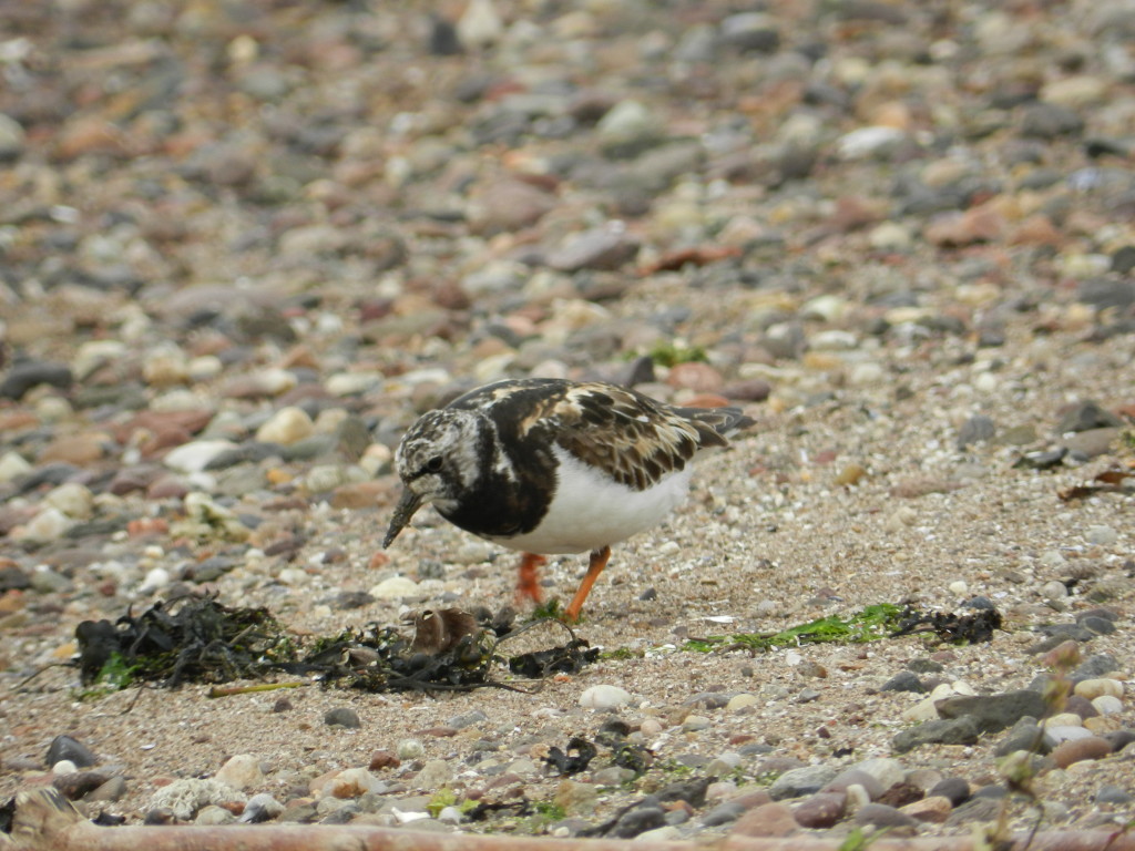 Turnstone Harry Bickerstaff (327)