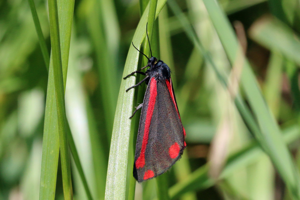 A day-flying Cinnabar moth. © Charles Sharp