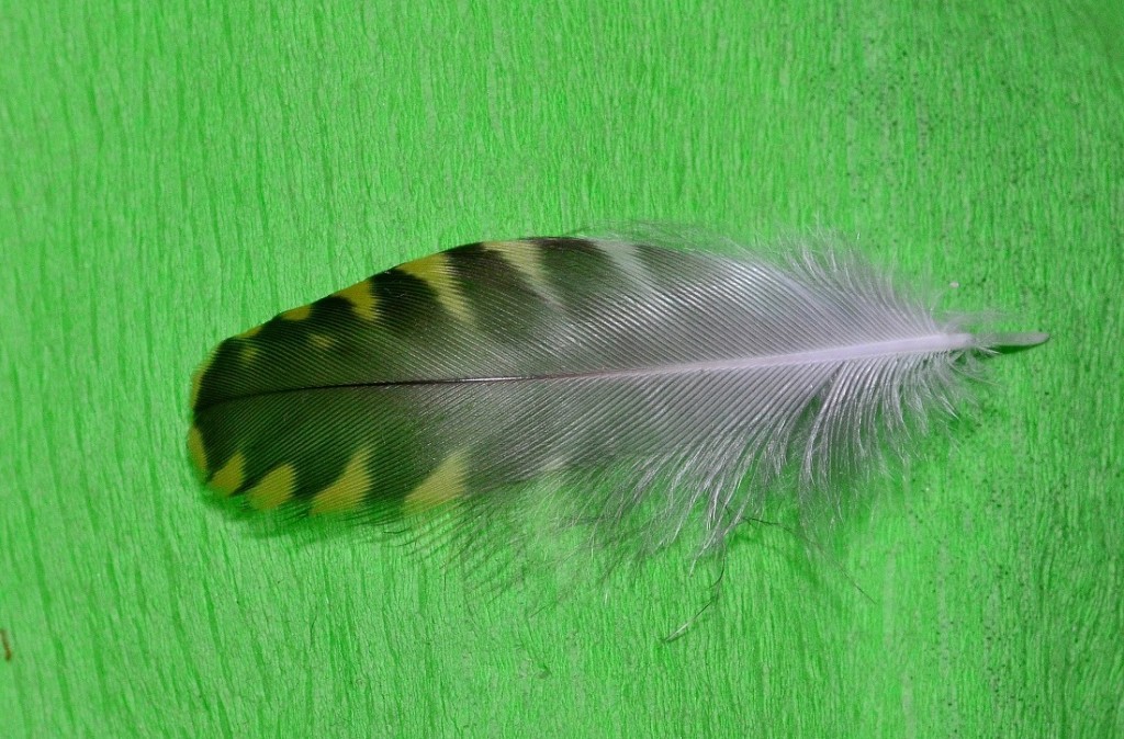 Golden Plover body feather  (c) Harry Bickerstaff