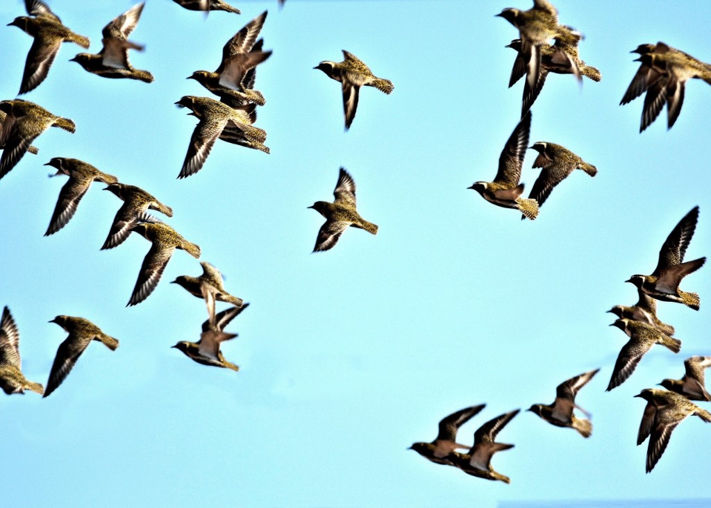 Golden Plover flight