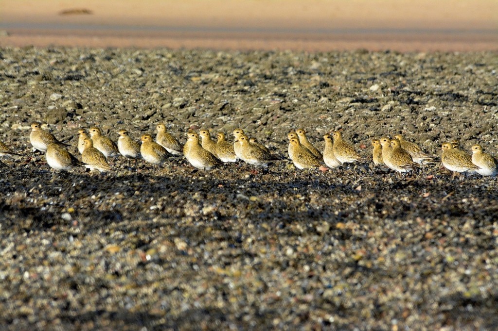 Golden Plover flock