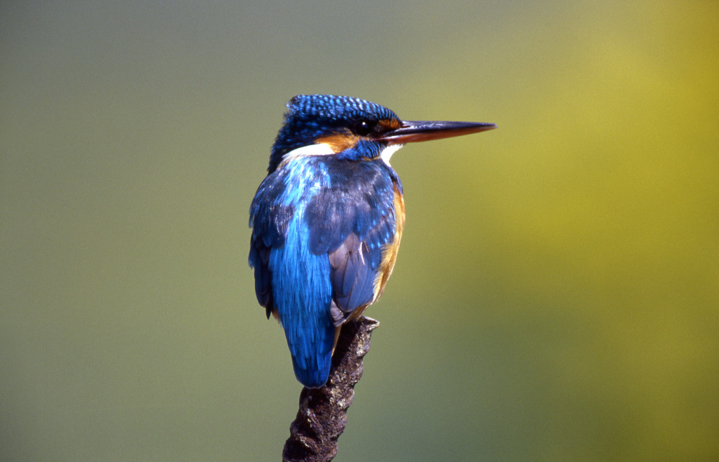 Female Kingfisher (c) SWT