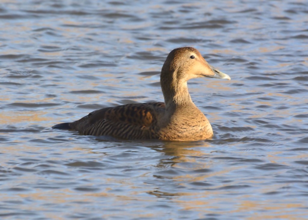 Female Eider (c) Scottish Wildlife Trust