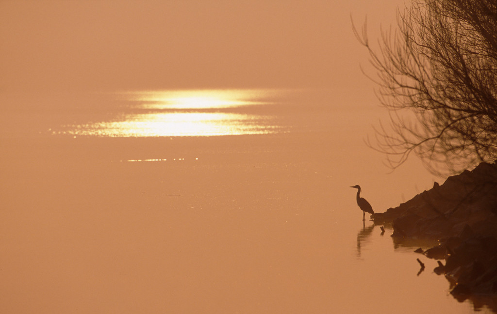 Heron at sunrise NB LIM SWT