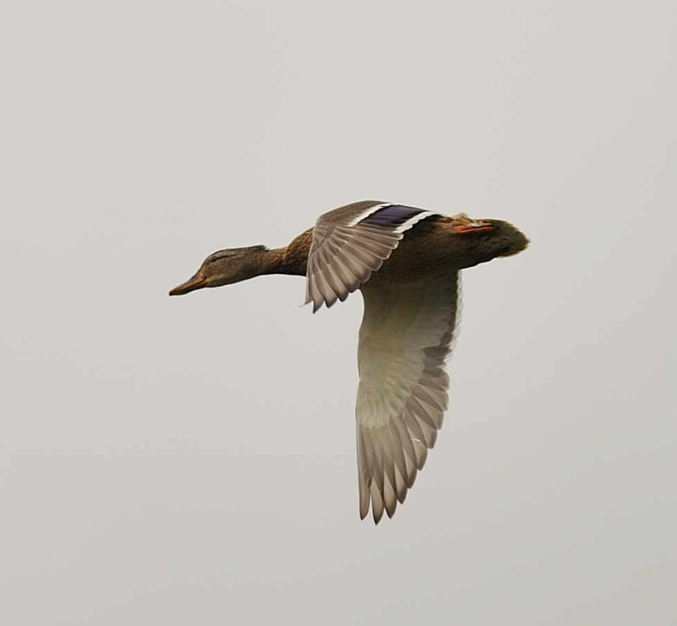 Female Mallard (c) Nick Townell