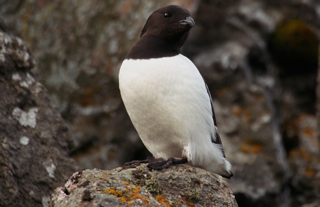 Little Auk (c) WikiComms